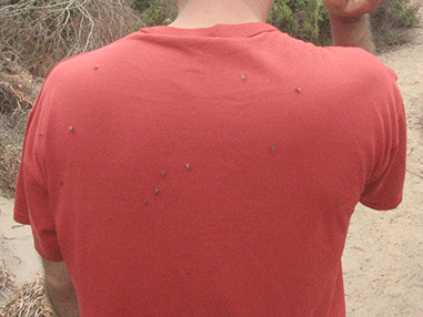 flies